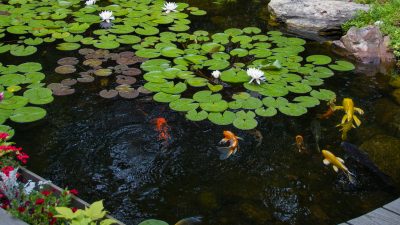 Pond Cleaning Bolton